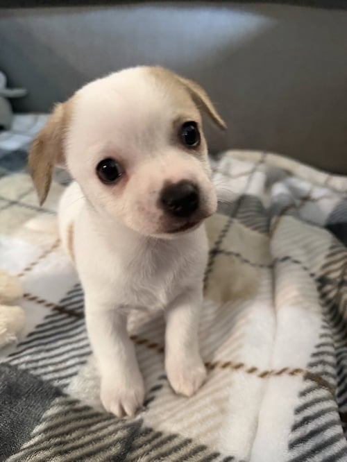 BLUEY - Chihuahua available for adoption