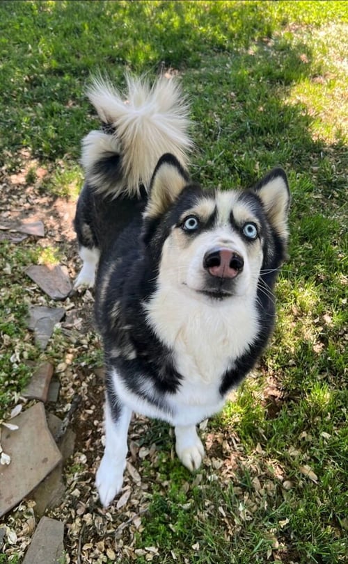 MARSHALL - Husky available for adoption