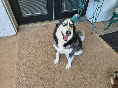 MARSHALL - Husky available for adoption
