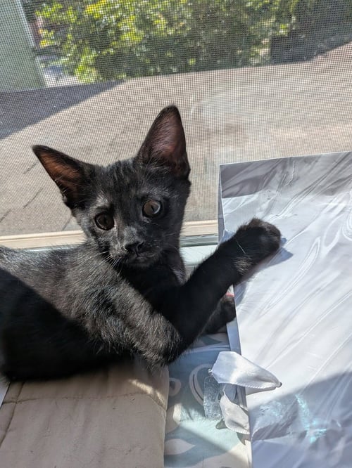 OBSIDIAN - Domestic Short Hair available for adoption