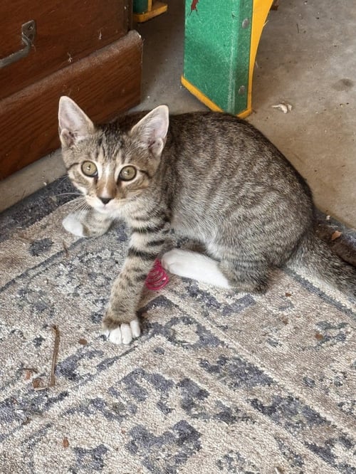 ROBIN - Domestic Short Hair available for adoption