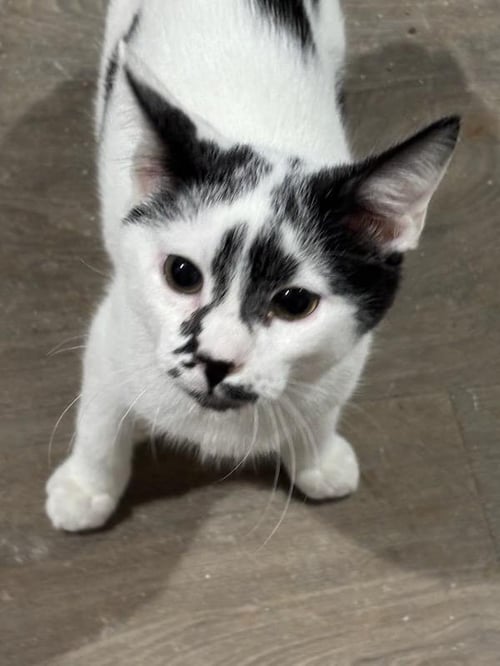 NICHOLAS - Domestic Short Hair available for adoption