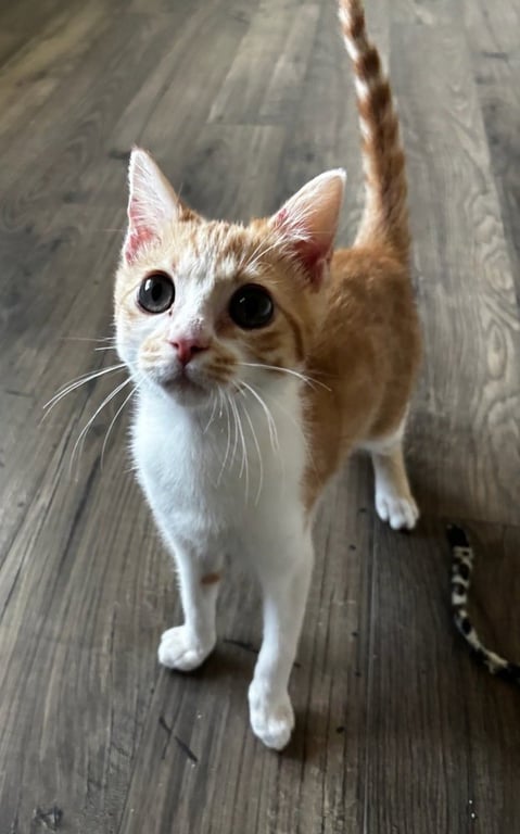 Dobby Image