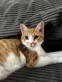 Dobby - Photo 1