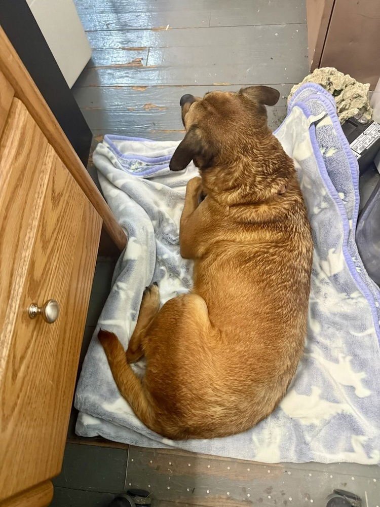 BROWNIE - Labrador Retriever / Shepherd available for adoption