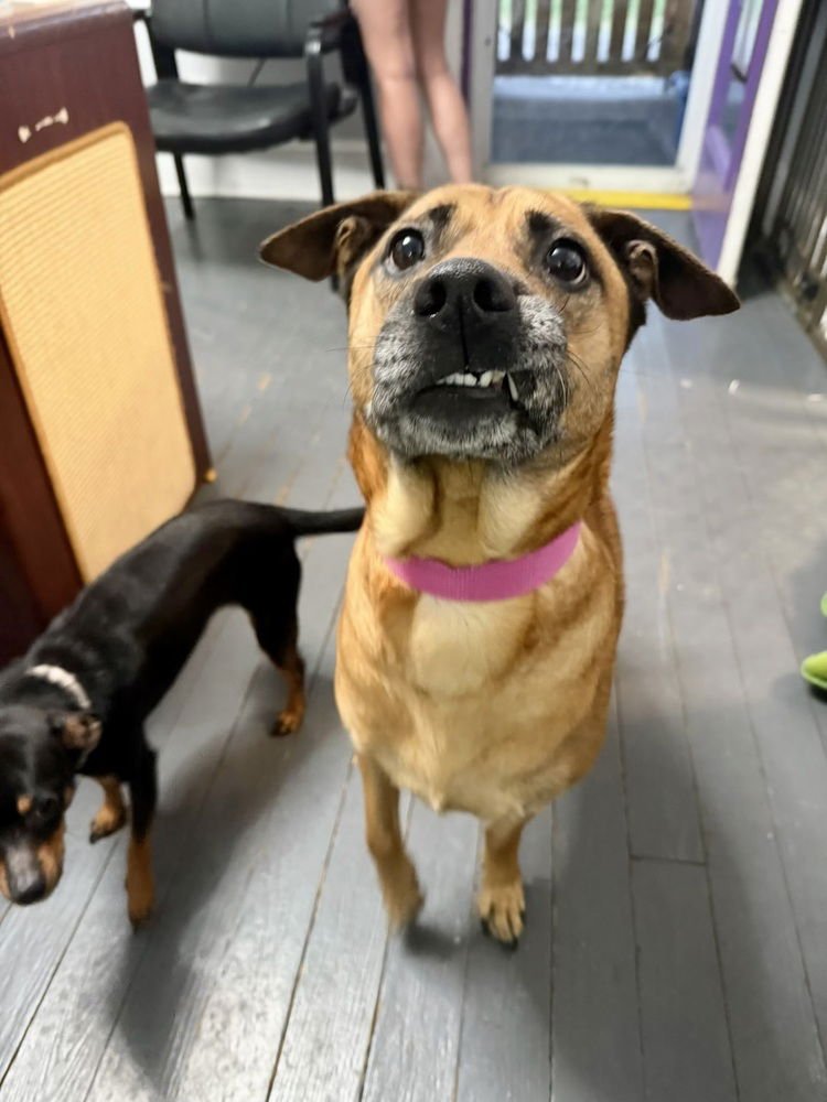 Brownie - Photo 3