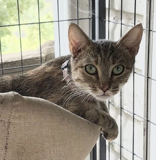 CARIN - Domestic Short Hair for adoption in Charlotte