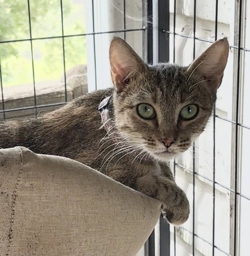 CARIN - Domestic Short Hair available for adoption