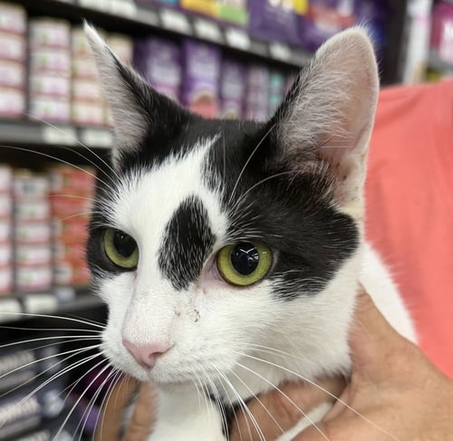 JUNE - Domestic Short Hair available for adoption