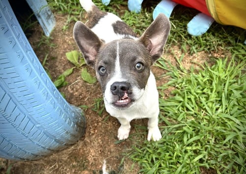 CLIFF - Terrier available for adoption