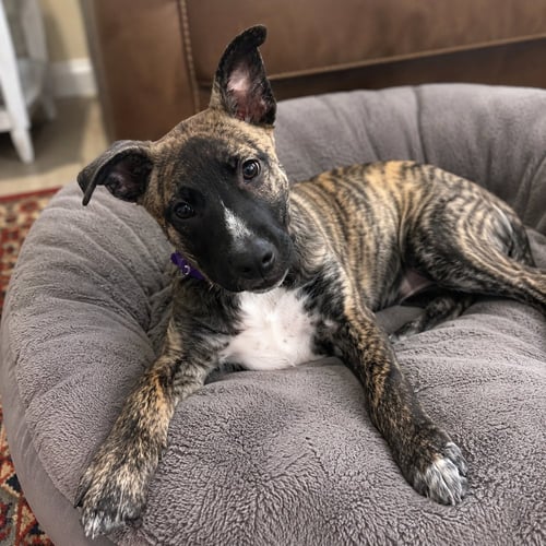 ONYX - German Shepherd Dog available for adoption