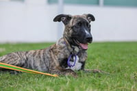 Onyx - Photo 2