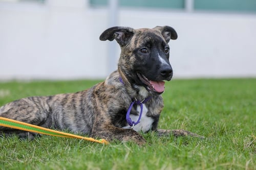 ONYX - German Shepherd Dog available for adoption