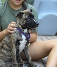 Onyx - Photo 3