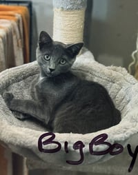 Big Boy - Photo 1