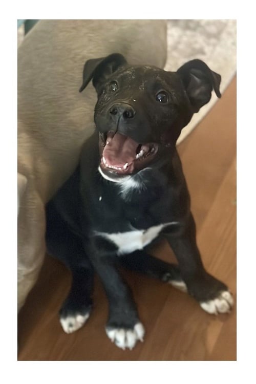 NOAH - Terrier / Labrador Retriever available for adoption