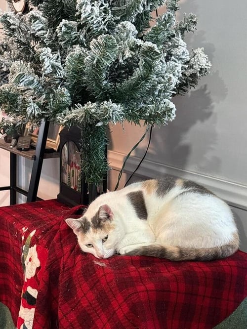 MISSY - Domestic Short Hair available for adoption