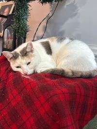 Missy - Photo 1