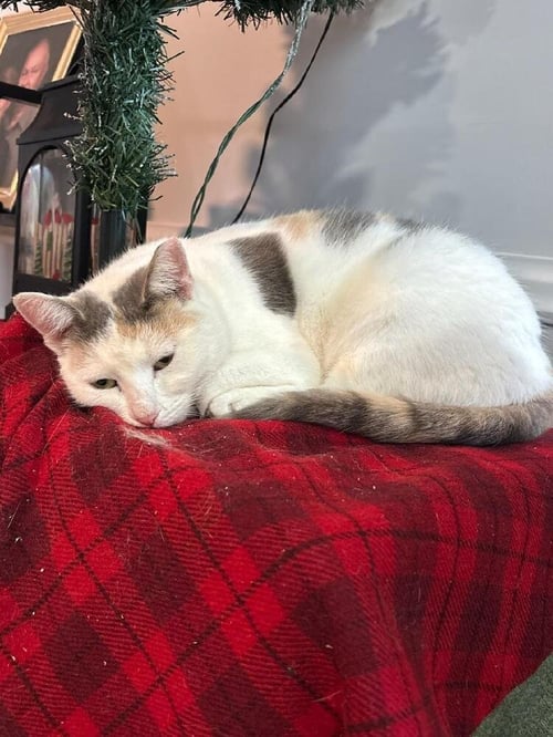 MISSY - Domestic Short Hair available for adoption
