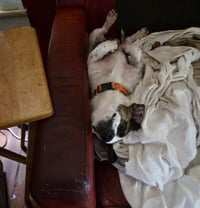 Spot - Photo 2