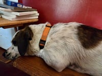 Spot - Photo 4