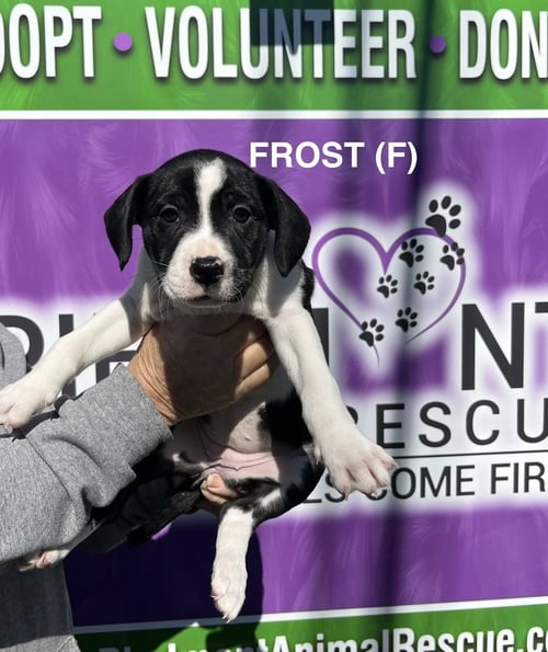 FROST - Boxer / Terrier available for adoption