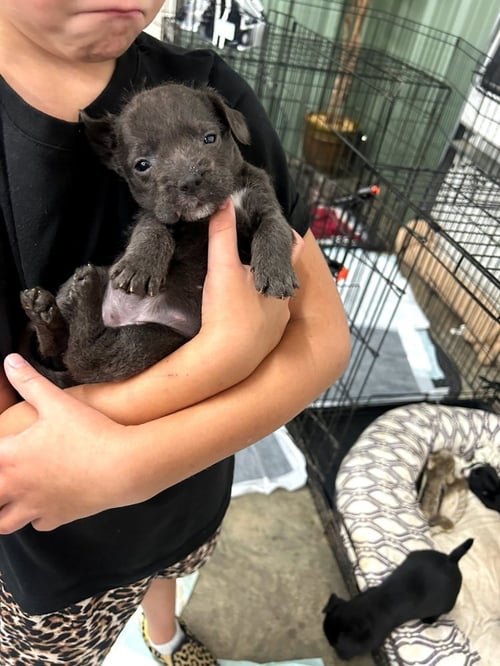 BO RICHARD - Miniature Schnauzer available for adoption