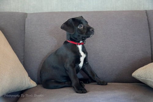 BO RICHARD - Miniature Schnauzer available for adoption