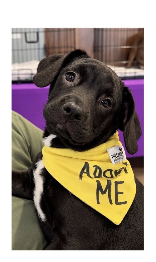 BO RICHARD - Miniature Schnauzer available for adoption
