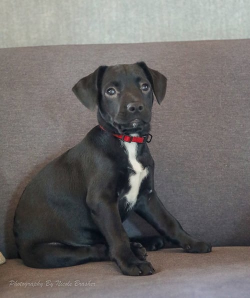 BO RICHARD - Miniature Schnauzer available for adoption