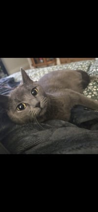 Cinder - Photo 4
