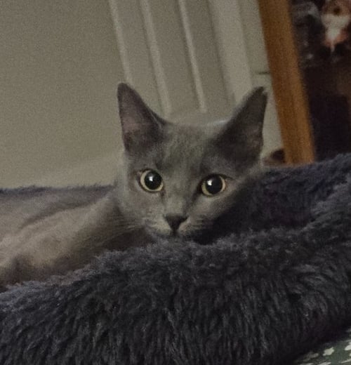 CINDER - Domestic Short Hair / Russian Blue available for adoption