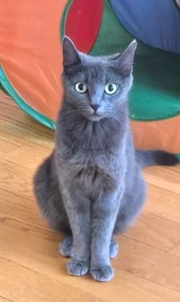 Cinder - Photo 1