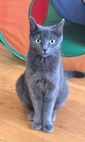 CINDER - Domestic Short Hair / Russian Blue available for adoption