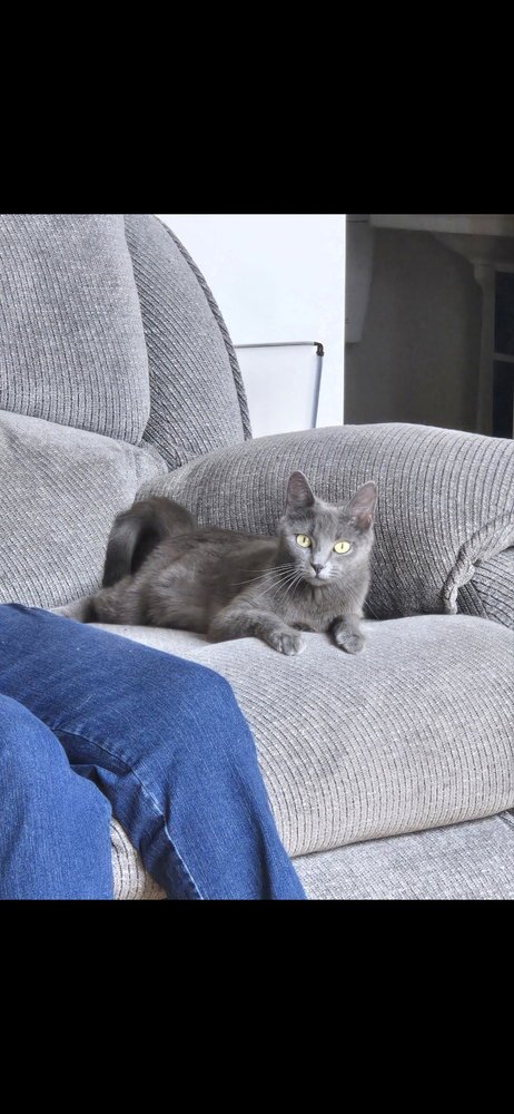 CINDER - Domestic Short Hair / Russian Blue available for adoption