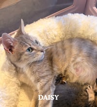 Daisy - Photo 4