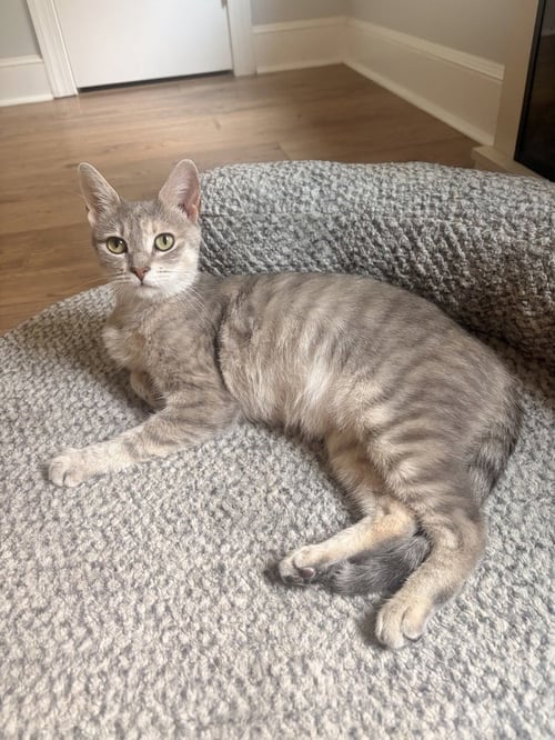 DAISY - Domestic Short Hair available for adoption
