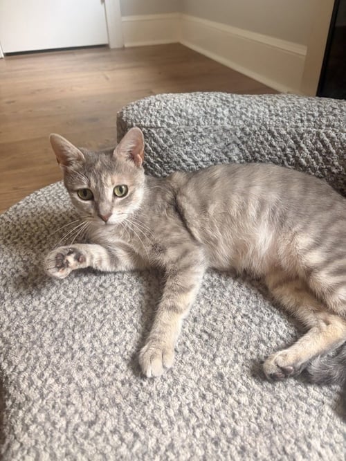 DAISY - Domestic Short Hair available for adoption