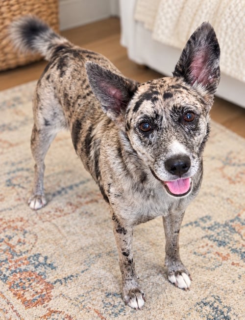LUNA - Catahoula Leopard Dog available for adoption