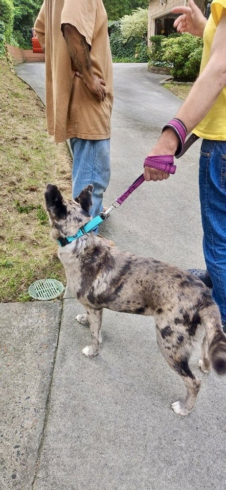 LUNA - Catahoula Leopard Dog available for adoption