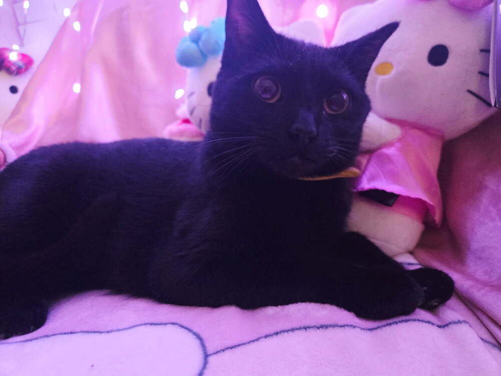 Precious Image