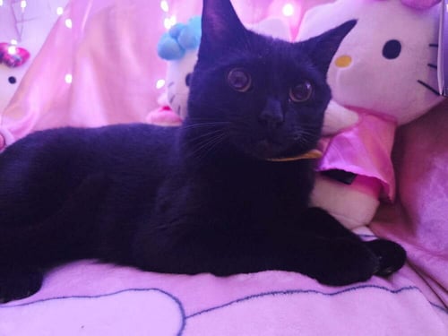 PRECIOUS - Domestic Short Hair available for adoption
