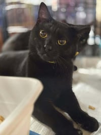 Precious - Photo 1
