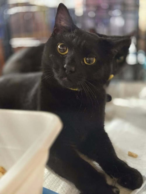PRECIOUS - Domestic Short Hair available for adoption