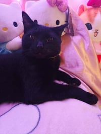 Precious - Photo 3