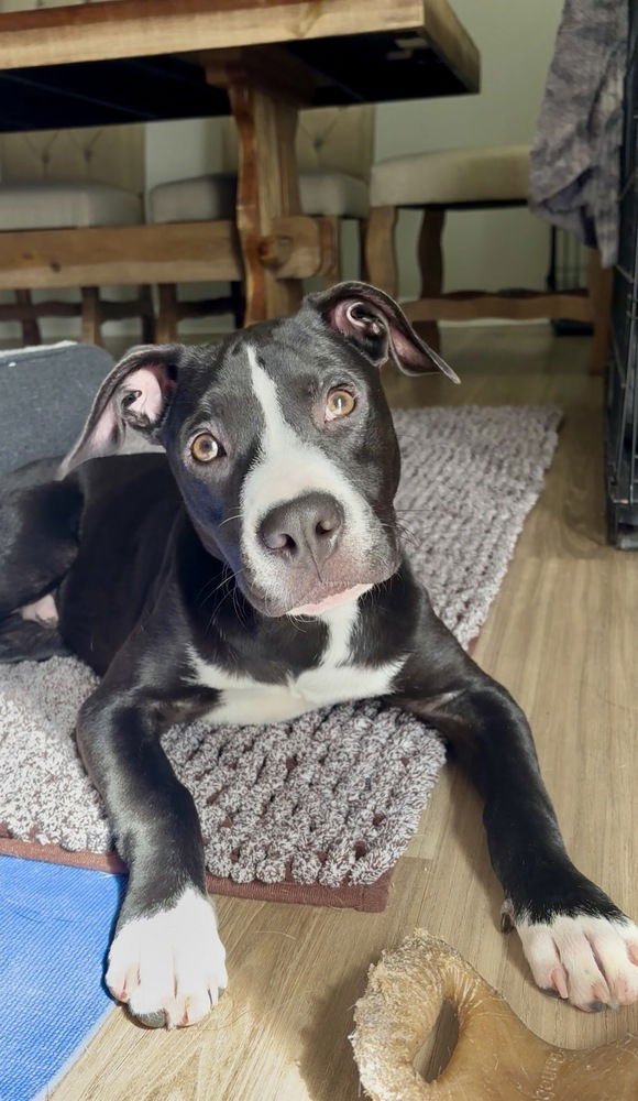 POPPIN - Pit Bull Terrier available for adoption