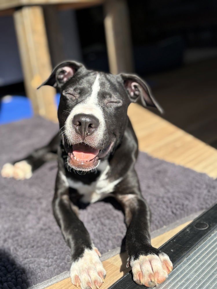 POPPIN - Pit Bull Terrier available for adoption