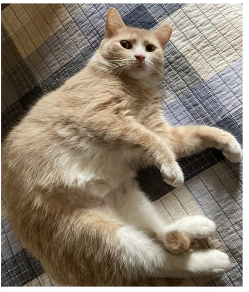 BLOSSOM - Domestic Short Hair available for adoption