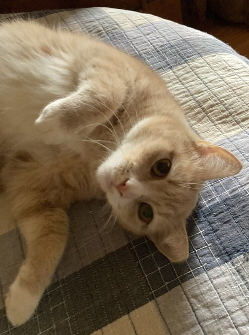 BLOSSOM - Domestic Short Hair available for adoption