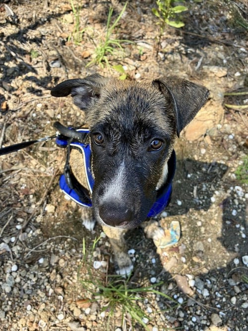 JASPER - German Shepherd Dog available for adoption